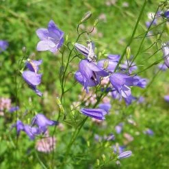 FuturePlanter Alle Pflanzen Im Shop Rundblättrige Glockenblume (Campanula Rotundifolia)