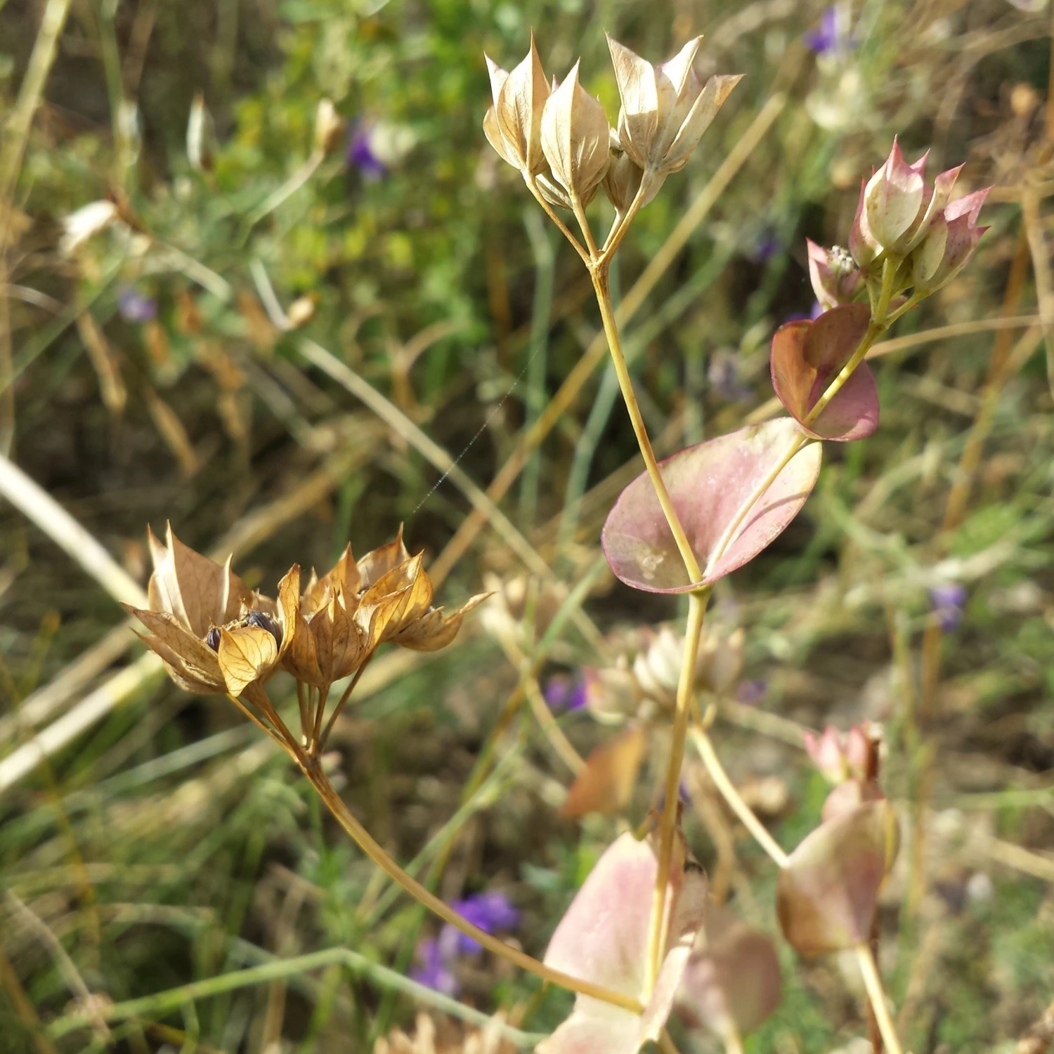 FuturePlanter Alle Pflanzen Im Shop Rundblättriges Hasenohr (Bupleurum Rotundifolium) 8 FuturePlanter Alle Pflanzen Im Shop Rundblättriges Hasenohr (Bupleurum Rotundifolium)