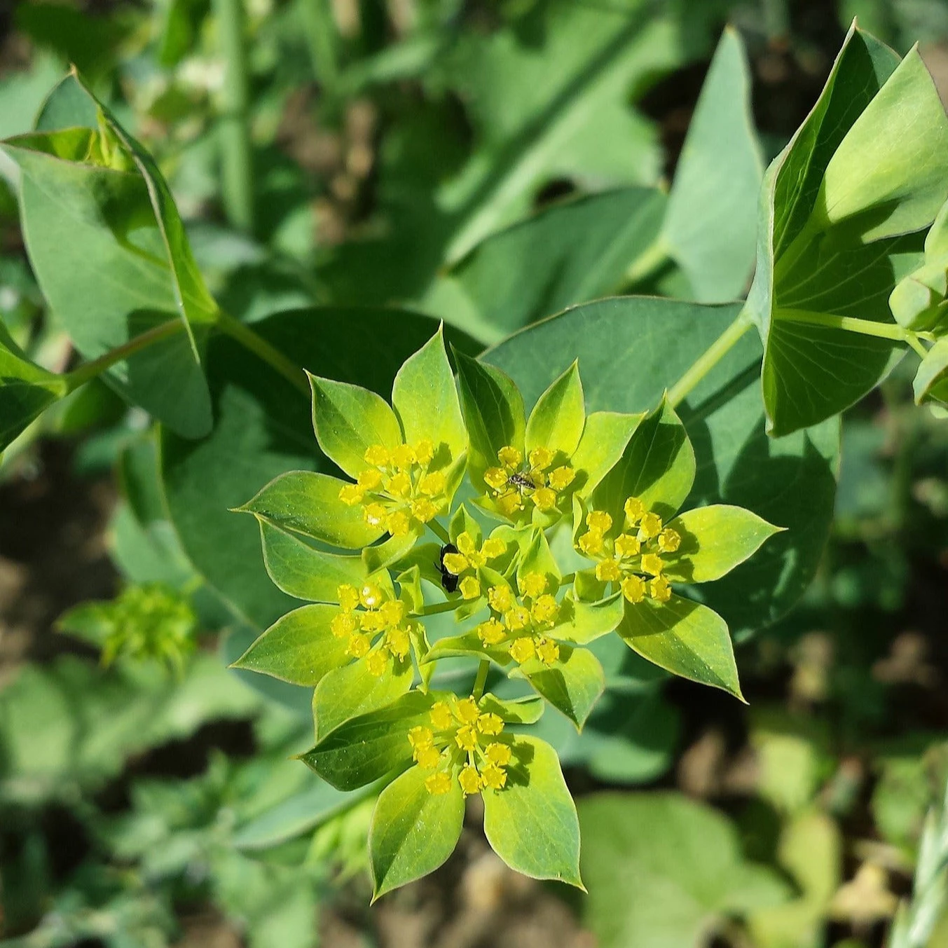 FuturePlanter Alle Pflanzen Im Shop Rundblättriges Hasenohr (Bupleurum Rotundifolium) 2 FuturePlanter Alle Pflanzen Im Shop Rundblättriges Hasenohr (Bupleurum Rotundifolium)