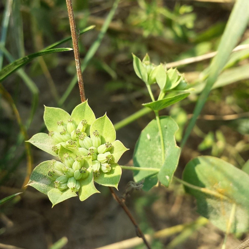 FuturePlanter Alle Pflanzen Im Shop Rundblättriges Hasenohr (Bupleurum Rotundifolium) 5 FuturePlanter Alle Pflanzen Im Shop Rundblättriges Hasenohr (Bupleurum Rotundifolium)
