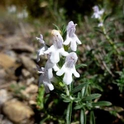 FuturePlanter Winter-Bohnenkraut (Satureja Montana)