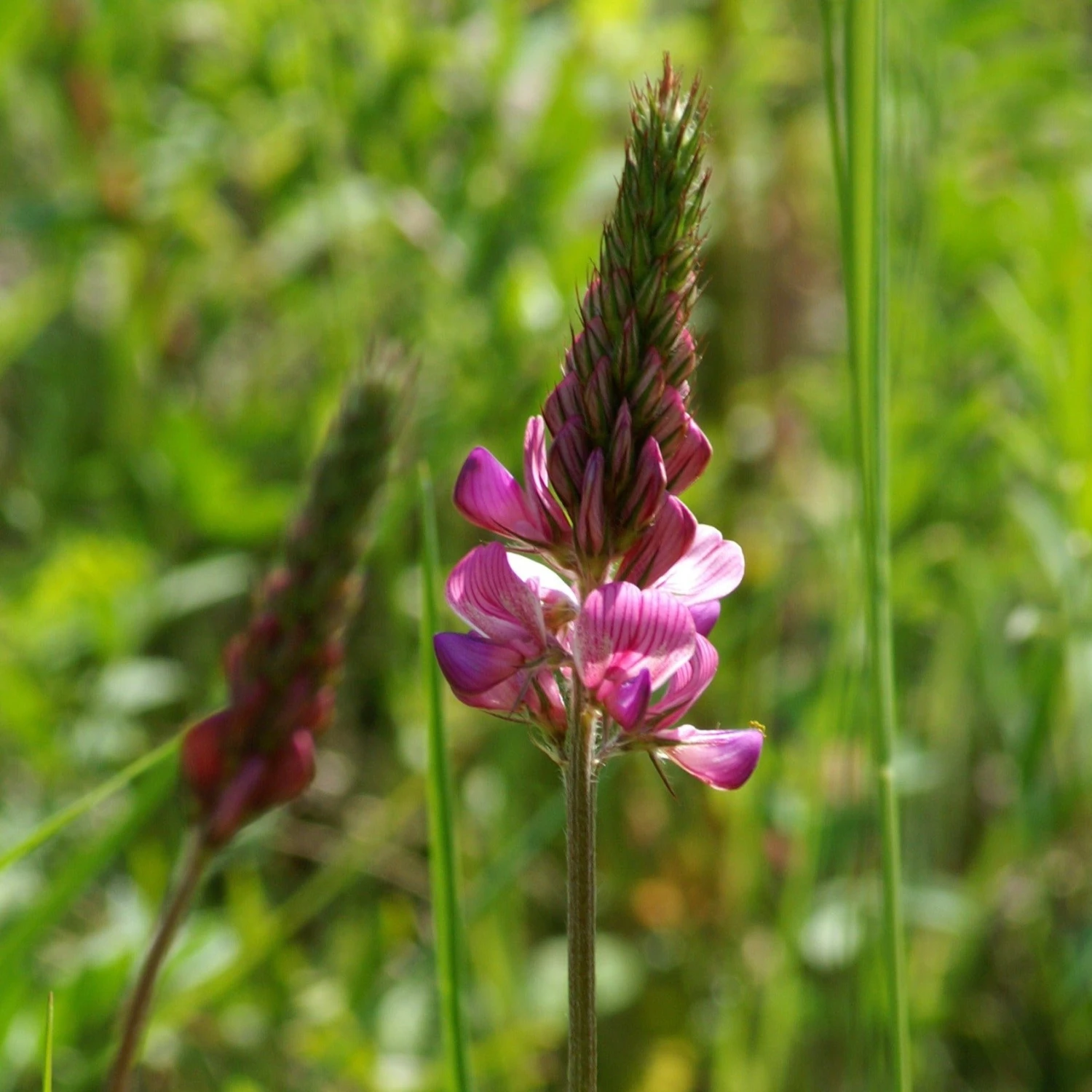 FuturePlanter Alle Pflanzen Im Shop Saat-Esparsette (Onobrychis Viciifolia) 2 FuturePlanter Alle Pflanzen Im Shop Saat-Esparsette (Onobrychis Viciifolia)