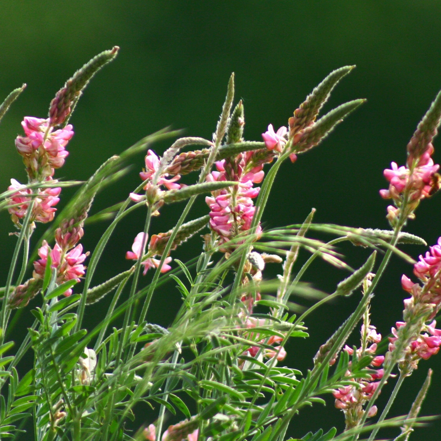 FuturePlanter Alle Pflanzen Im Shop Saat-Esparsette (Onobrychis Viciifolia) 3 FuturePlanter Alle Pflanzen Im Shop Saat-Esparsette (Onobrychis Viciifolia)