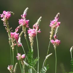 FuturePlanter Alle Pflanzen Im Shop Saat-Esparsette (Onobrychis Viciifolia) 11 FuturePlanter Alle Pflanzen Im Shop Saat-Esparsette (Onobrychis Viciifolia)