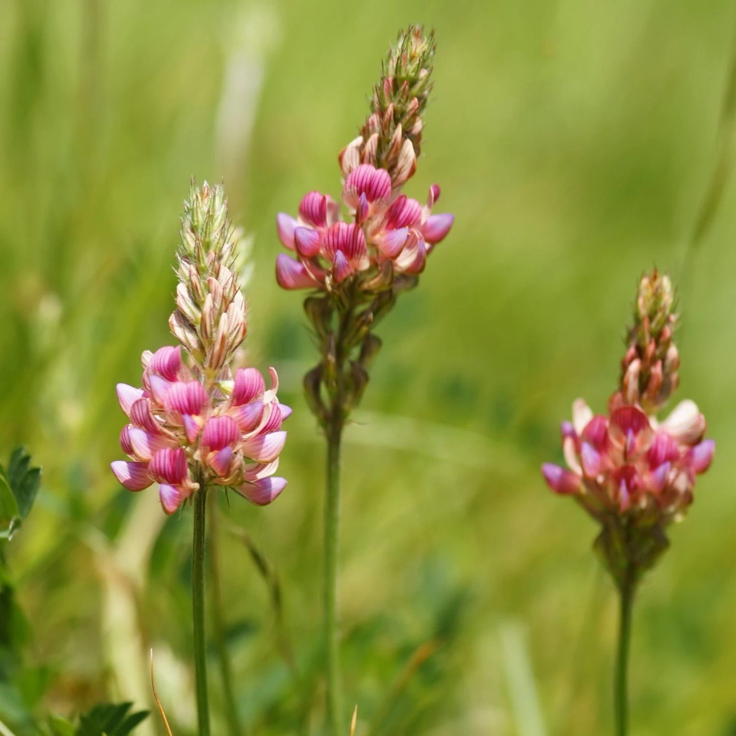 FuturePlanter Alle Pflanzen Im Shop Saat-Esparsette (Onobrychis Viciifolia) 1 FuturePlanter Alle Pflanzen Im Shop Saat-Esparsette (Onobrychis Viciifolia)