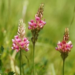 FuturePlanter Alle Pflanzen Im Shop