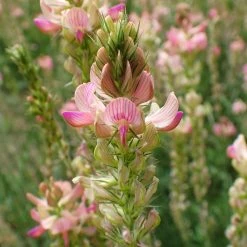 FuturePlanter Alle Pflanzen Im Shop Saat-Esparsette (Onobrychis Viciifolia) 15 FuturePlanter Alle Pflanzen Im Shop Saat-Esparsette (Onobrychis Viciifolia)