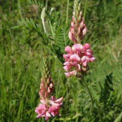 FuturePlanter Alle Pflanzen Im Shop Saat-Esparsette (Onobrychis Viciifolia) 13 FuturePlanter Alle Pflanzen Im Shop Saat-Esparsette (Onobrychis Viciifolia)