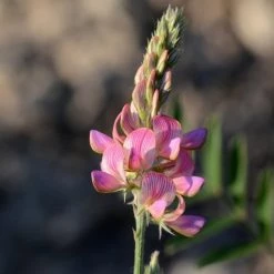 FuturePlanter Alle Pflanzen Im Shop Saat-Esparsette (Onobrychis Viciifolia) 12 FuturePlanter Alle Pflanzen Im Shop Saat-Esparsette (Onobrychis Viciifolia)