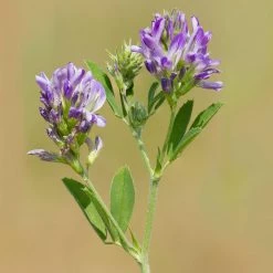 FuturePlanter "Winterthur" Wildstauden-Set 9 FuturePlanter