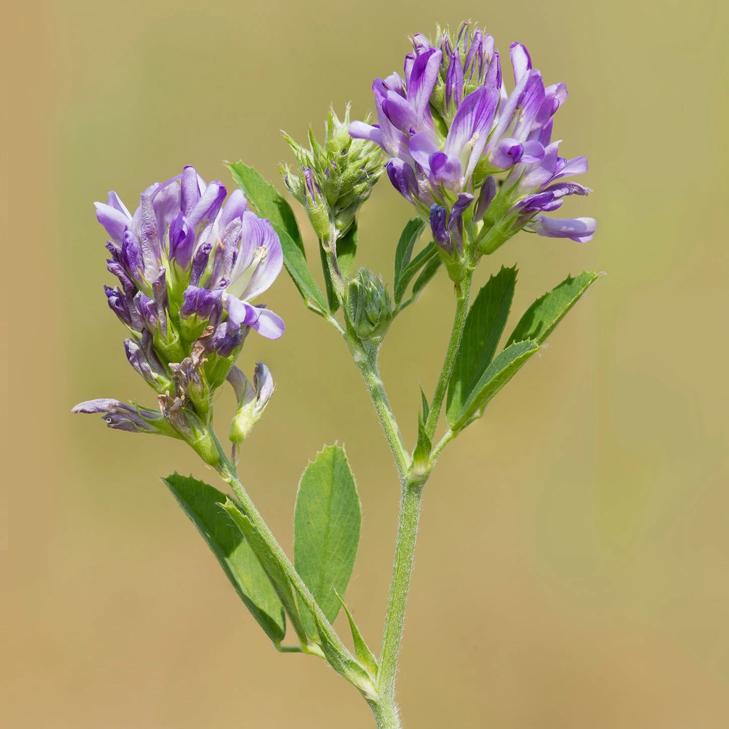 FuturePlanter "St. Gallen" Wildstauden-Set 3 FuturePlanter "St. Gallen" Wildstauden-Set