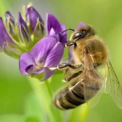 FuturePlanter Alle Pflanzen Im Shop Saat-Luzerne (Medicago Sativa)