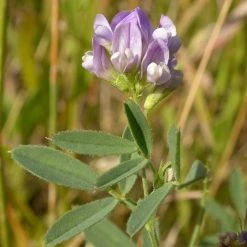 FuturePlanter Alle Pflanzen Im Shop Saat-Luzerne (Medicago Sativa)