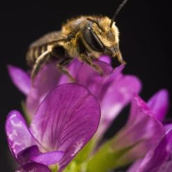 FuturePlanter Alle Pflanzen Im Shop Saat-Luzerne (Medicago Sativa)