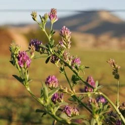 FuturePlanter Alle Pflanzen Im Shop Saat-Luzerne (Medicago Sativa)