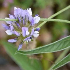FuturePlanter Alle Pflanzen Im Shop Saat-Luzerne (Medicago Sativa)