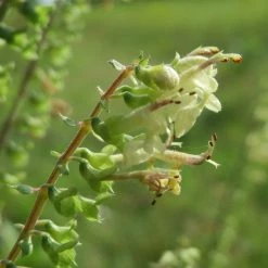 FuturePlanter Alle Pflanzen Im Shop Salbei-Gamander (Teucrium Scorodonia)
