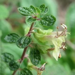FuturePlanter Alle Pflanzen Im Shop Salbei-Gamander (Teucrium Scorodonia)