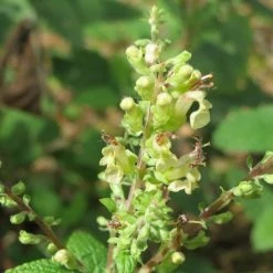 FuturePlanter Alle Pflanzen Im Shop Salbei-Gamander (Teucrium Scorodonia)