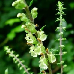 FuturePlanter Alle Pflanzen Im Shop Salbei-Gamander (Teucrium Scorodonia)