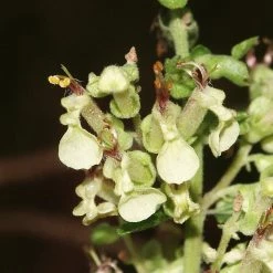 FuturePlanter Alle Pflanzen Im Shop Salbei-Gamander (Teucrium Scorodonia)