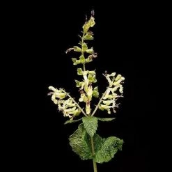 FuturePlanter Alle Pflanzen Im Shop Salbei-Gamander (Teucrium Scorodonia)