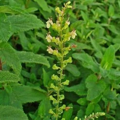 FuturePlanter Alle Pflanzen Im Shop Salbei-Gamander (Teucrium Scorodonia)