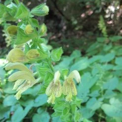 FuturePlanter Klebrige Salbei (Salvia Glutinosa)