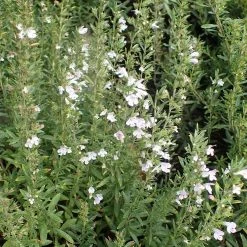 FuturePlanter Winter-Bohnenkraut (Satureja Montana)