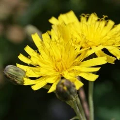FuturePlanter Savoyer Habichtskraut (Hieracium Sabaudum)