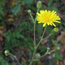 FuturePlanter Savoyer Habichtskraut (Hieracium Sabaudum)