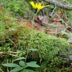 FuturePlanter Savoyer Habichtskraut (Hieracium Sabaudum)