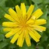 FuturePlanter Savoyer Habichtskraut (Hieracium Sabaudum)