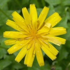 FuturePlanter Savoyer Habichtskraut (Hieracium Sabaudum)