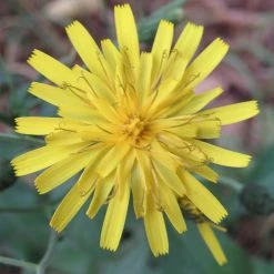 FuturePlanter Savoyer Habichtskraut (Hieracium Sabaudum)