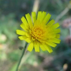 FuturePlanter Savoyer Habichtskraut (Hieracium Sabaudum)
