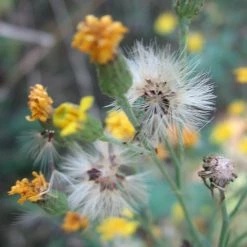 FuturePlanter Savoyer Habichtskraut (Hieracium Sabaudum)