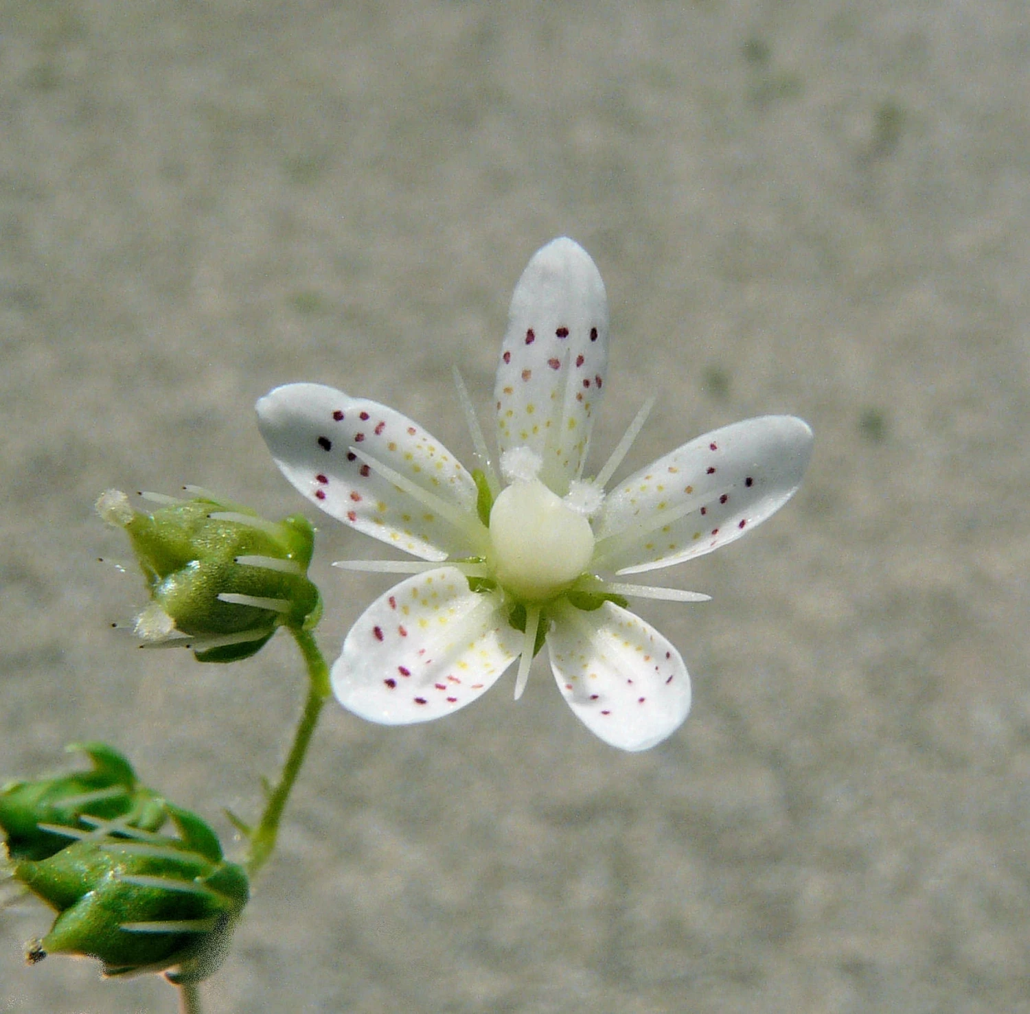 FuturePlanter Rundblättriger Steinbrech (Saxifraga Rotundifolia) Alle Pflanzen Im Shop 7 FuturePlanter Rundblättriger Steinbrech (Saxifraga Rotundifolia) Alle Pflanzen Im Shop