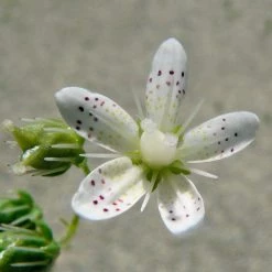 FuturePlanter Rundblättriger Steinbrech (Saxifraga Rotundifolia) Alle Pflanzen Im Shop 10 FuturePlanter Rundblättriger Steinbrech (Saxifraga Rotundifolia) Alle Pflanzen Im Shop