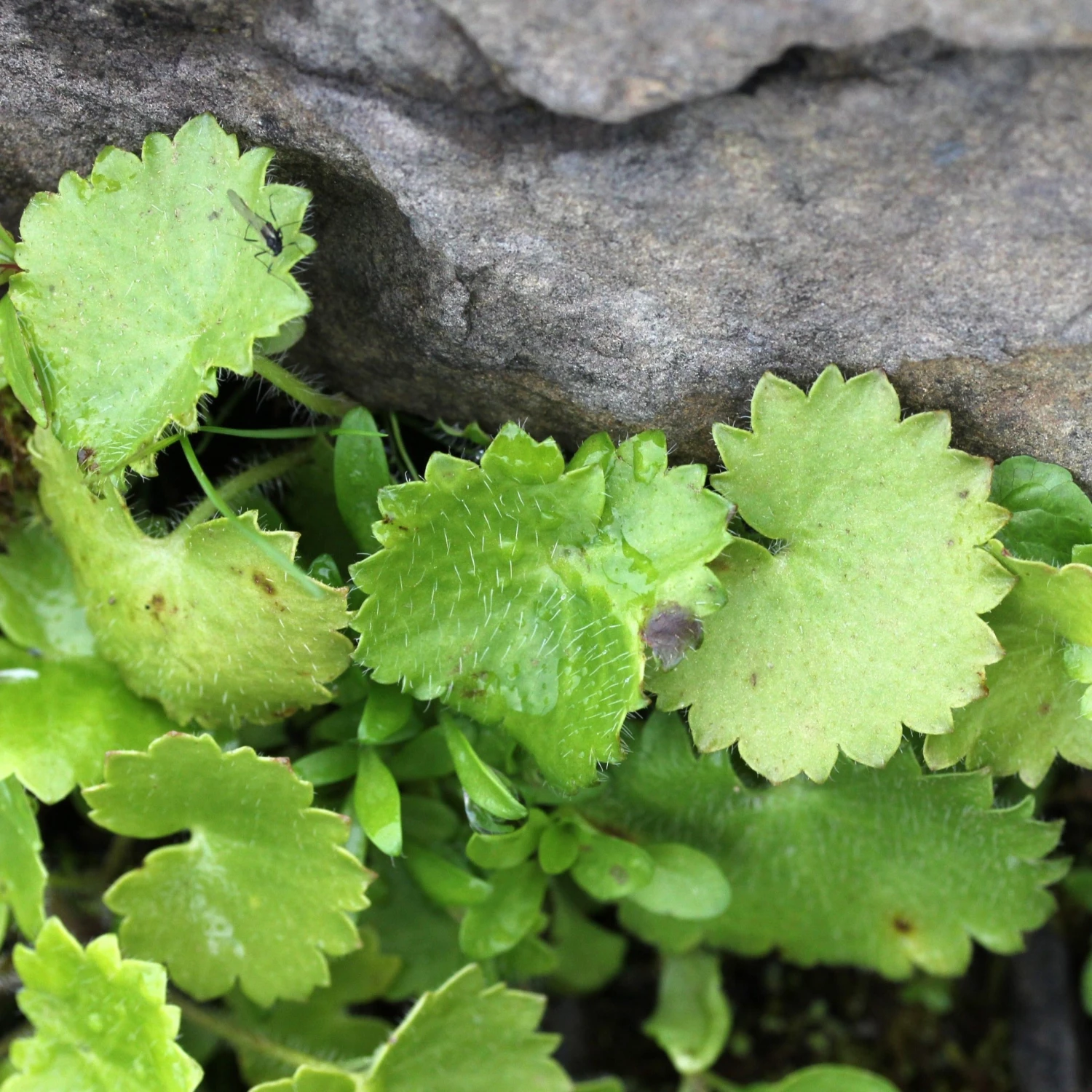 FuturePlanter Rundblättriger Steinbrech (Saxifraga Rotundifolia) Alle Pflanzen Im Shop 8 FuturePlanter Rundblättriger Steinbrech (Saxifraga Rotundifolia) Alle Pflanzen Im Shop