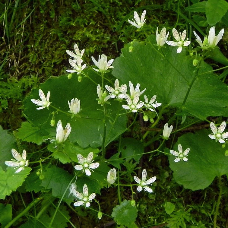 FuturePlanter Rundblättriger Steinbrech (Saxifraga Rotundifolia) Alle Pflanzen Im Shop 5 FuturePlanter Rundblättriger Steinbrech (Saxifraga Rotundifolia) Alle Pflanzen Im Shop