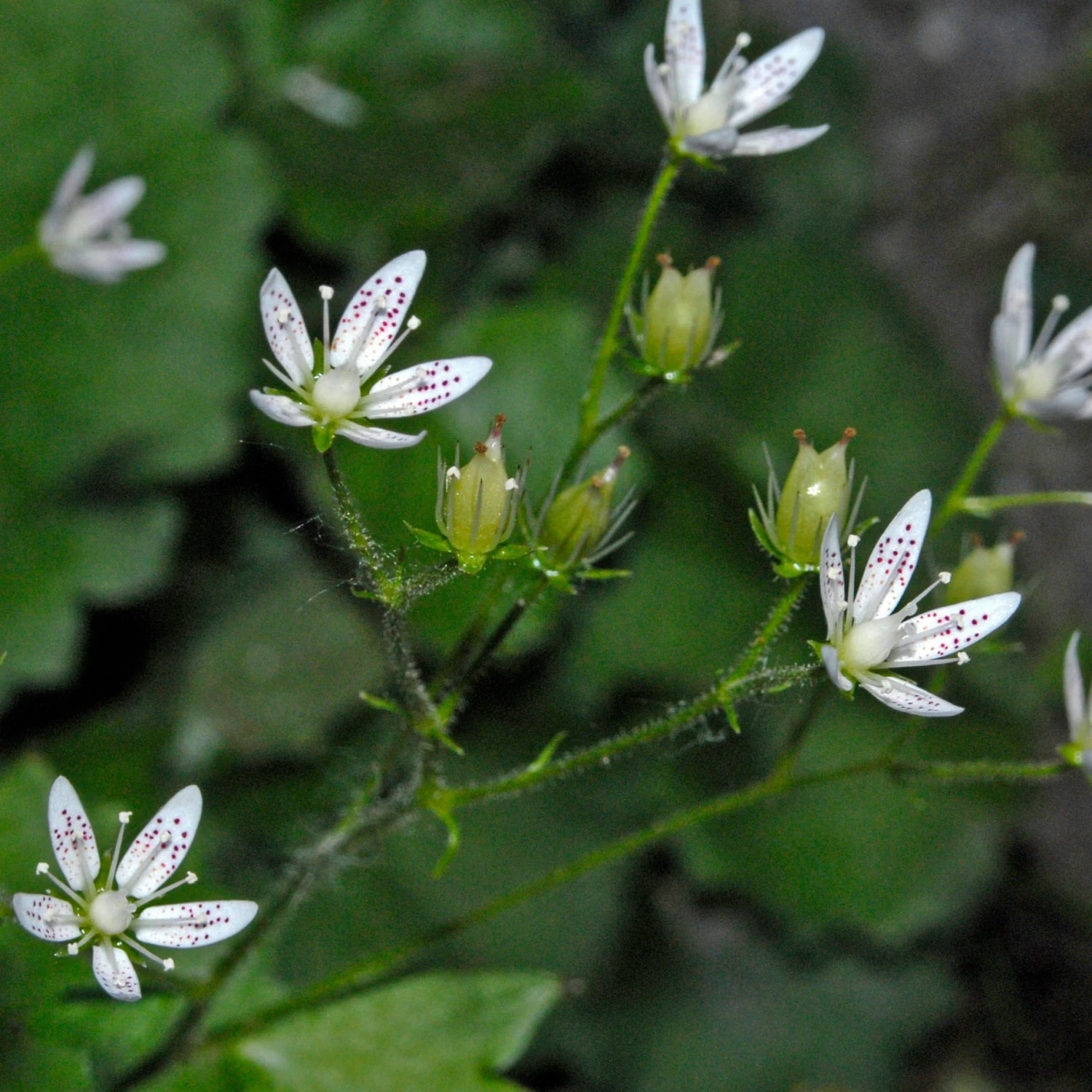 FuturePlanter Rundblättriger Steinbrech (Saxifraga Rotundifolia) Alle Pflanzen Im Shop 6 FuturePlanter Rundblättriger Steinbrech (Saxifraga Rotundifolia) Alle Pflanzen Im Shop