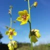 FuturePlanter Schaben-Königskerze (Verbascum Blattaria)