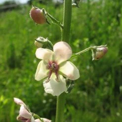 FuturePlanter Schaben-Königskerze (Verbascum Blattaria)