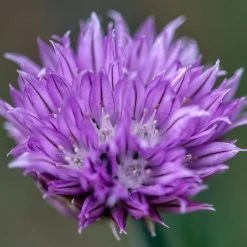 FuturePlanter Schnittlauch (Allium Schoenoprasum)