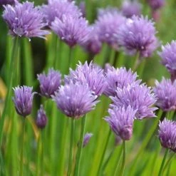 FuturePlanter Schnittlauch (Allium Schoenoprasum)