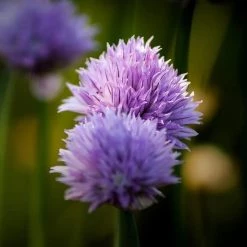 FuturePlanter Schnittlauch (Allium Schoenoprasum)