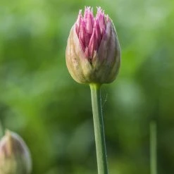 FuturePlanter Schnittlauch (Allium Schoenoprasum)