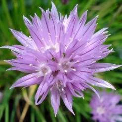 FuturePlanter Schnittlauch (Allium Schoenoprasum)