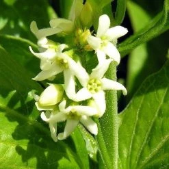 FuturePlanter Alle Pflanzen Im Shop Schwalbenwurz (Vincetoxicum Hirundinaria)